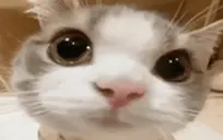 Hovborgg